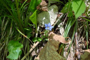 薄い青のフデリンドウの花