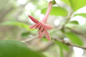 赤いラッパ型のミヤマウグイスカグラの花