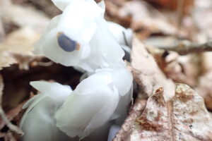 白いギンリョウソウの花