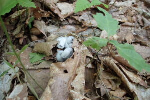 白いギンリョウソウの花