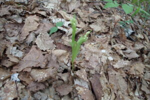 白いギンランの花