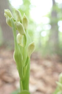 白いギンランの花