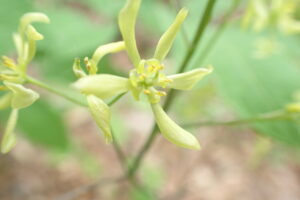黄色いルイヨウボタンの花