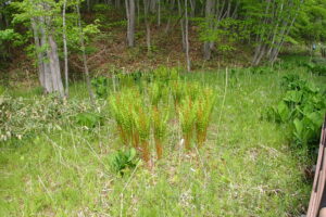 ヤマドリゼンマイ