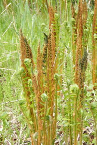 ヤマドリゼンマイ