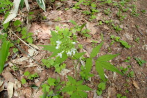 白いコンロンソウの花