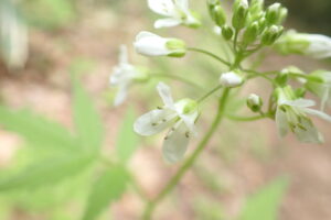 白いコンロンソウの花