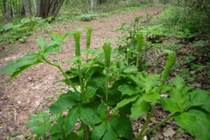 コウライテンナンショウ