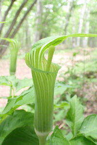 コウライテンナンショウ