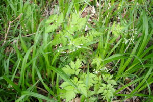 小さい白いヤブニンジンの花
