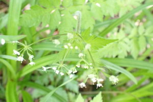 小さい白いヤブニンジンの花