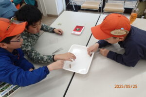 ヤゴの羽化殻標本を作る団員達