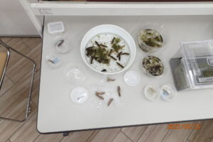 トンボの幼虫、ヤゴたち