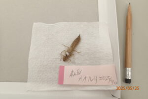 形が整えられた羽化殻