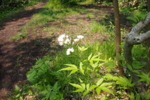 コンロンソウの白い花