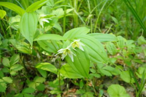 チゴユリの白い花