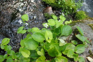 ツボスミレの白い花