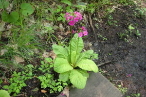 クリンソウの濃い桃色の花