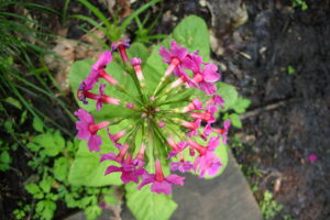 クリンソウの濃い桃色の花