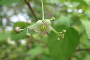 ツリバナの淡い桃色の花