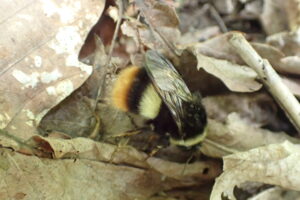 エゾオオマルハナバチ