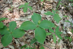 ツクバネソウの花と4枚の輪生した葉