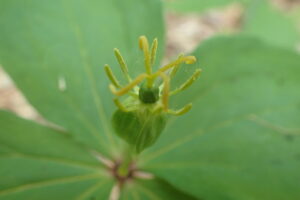 ツクバネソウの花
