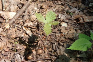 ドングリから芽を出したミズナラ
