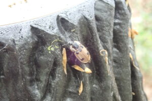 ヨツボシヒラタシデムシ