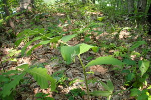 オオアマドコロの弓なりの姿とぶら下がる白い花