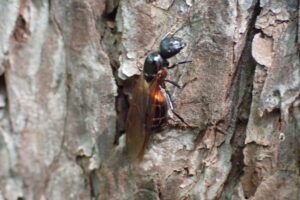 翅のついたムネアカオオアリ