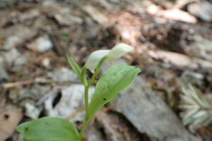 ギンランの白い花