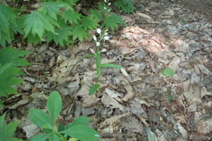 クゲヌマランの白い花