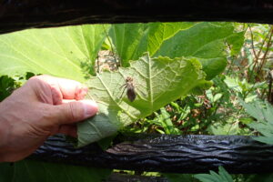 トンボの抜け殻