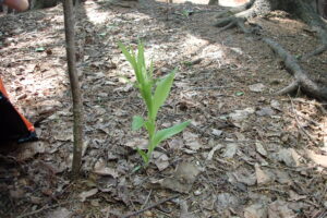 ササバギンランの白い花