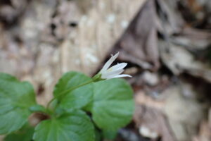 タニギキョウの白い花