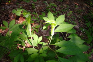 コウライテンナンショウ