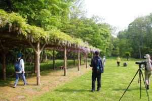 藤棚とお客さん