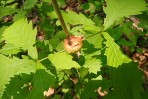 ナラメリンゴフシ