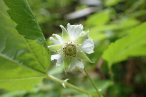 白いクマイチゴの花