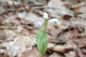ギンランの白い花