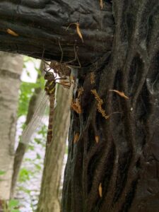 コヤマトンボの羽化シーン