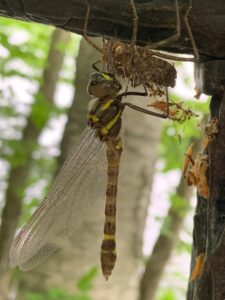 コヤマトンボの羽化シーン