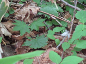 白いギンリョウソウの花