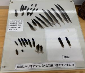 ハリオアマツバメの羽根の展示