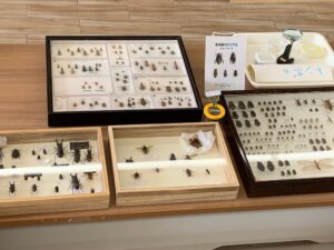 「昆虫の標本」の展示