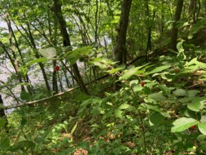 ミヤマウグイスカグラの赤い果実