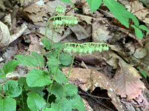 コイチヤクソウの花