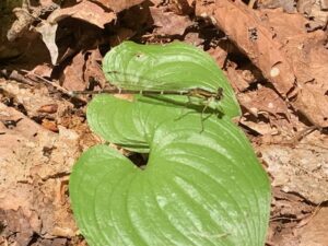 モノサシトンボ