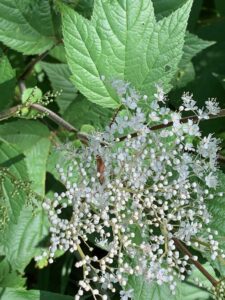 オニシモツケの白い花